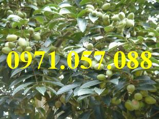 GIỐNG CÂY TRÁM TRẮNG